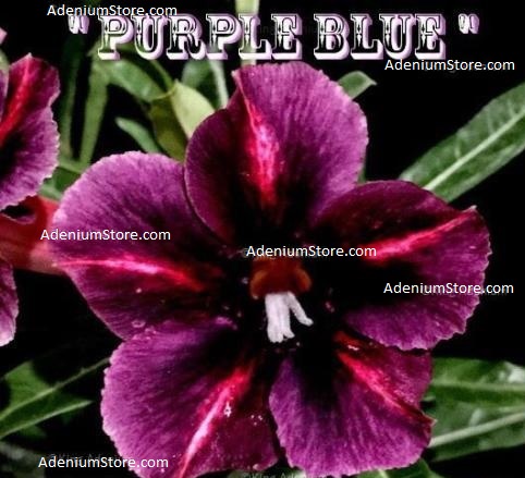 (image for) Adenium Obesum Purple Blue x 5 Seeds - Click Image to Close